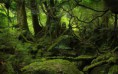 /album/la-naturaleza-creacion-de-dios/a2a1-jpg/